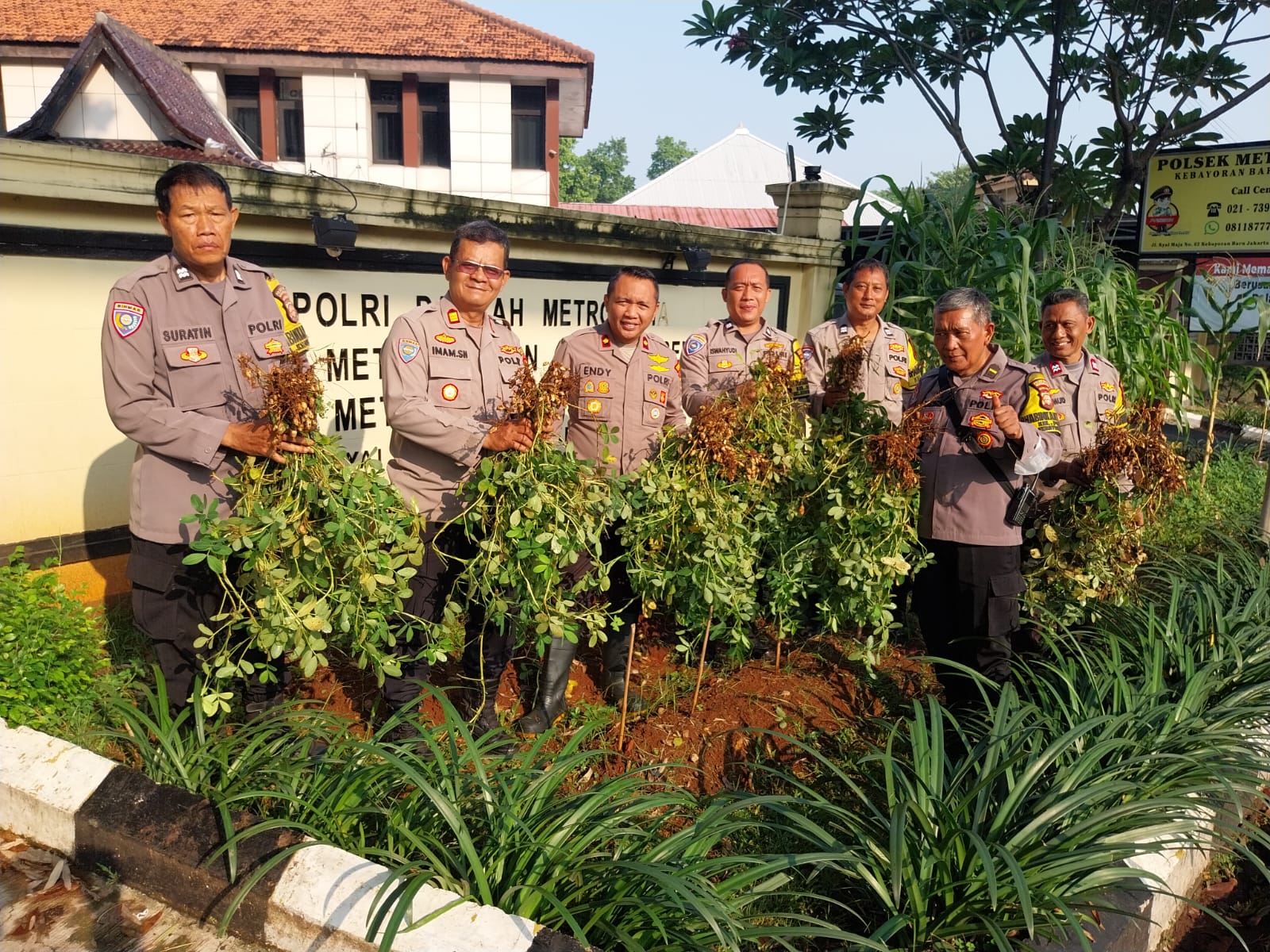 Polsek Metro Kebayoran Baru Panen Raya Kacang, Wujudkan Ketahanan Pangan